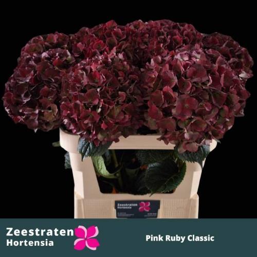 Hydrangea macrophylla Magical Pink Ruby (classic)