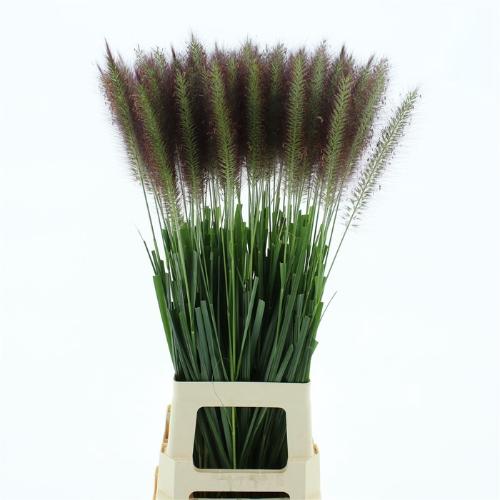Pennisetum 'Paradise'