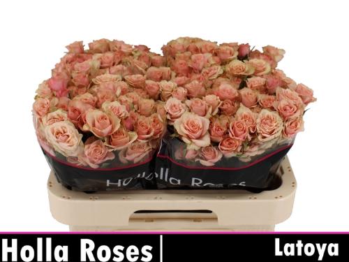 Rosa tros Latoya