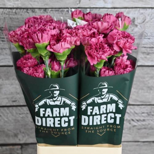 Dianthus standaard 'Bernard'