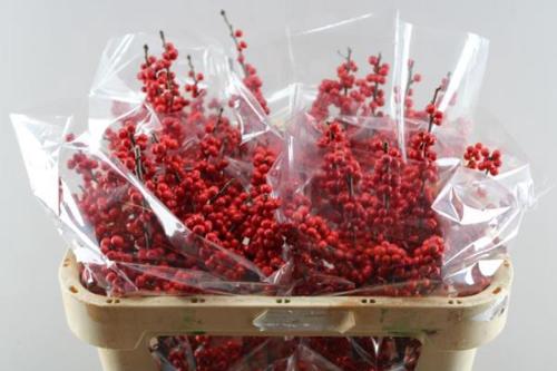 Ilex verticillata 'Oosterwijk'