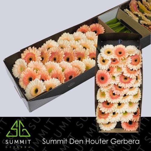 Gerbera mini gemengd op rij