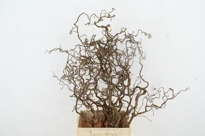 Corylus avellana 'Contorta'