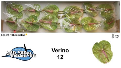 Anthurium Andreanum Grp Verino