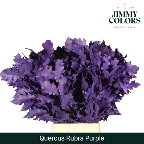 Quercus rubra kleurbehandeld H%