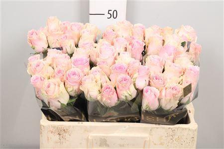 Rosa grootbloemig Duchesse