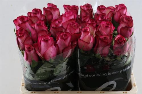 Rosa grootbloemig Carousel