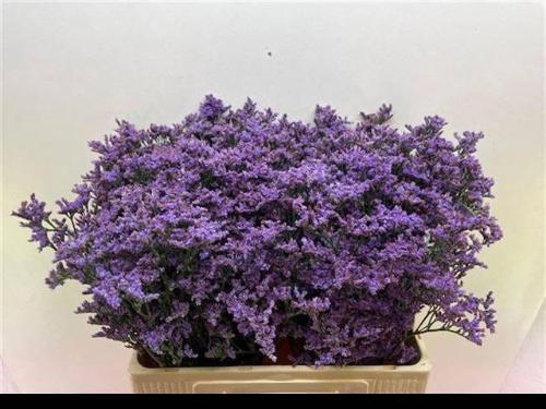 Limonium Maine Blue