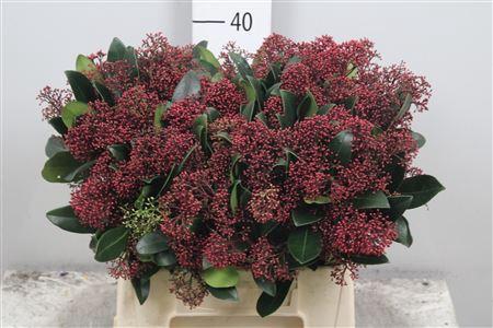 Skimmia per bos japonica 'Rubella'