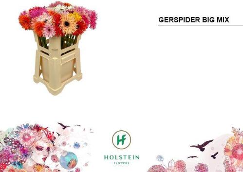 Gerbera grootbloemig Gerspider gemengd