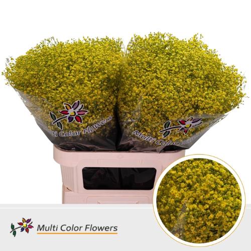 Gypsophila overig kleurbehandeld H%