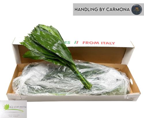 Aspidistra elatior overig