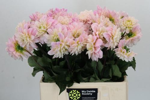Dahlia (Decorative Grp) 'Sweet Nathalie'