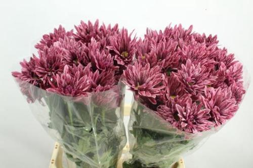Chrysanthemum Indicum Grp tros kas Stellini
