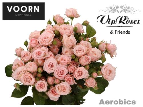 Rosa tros Aerobic