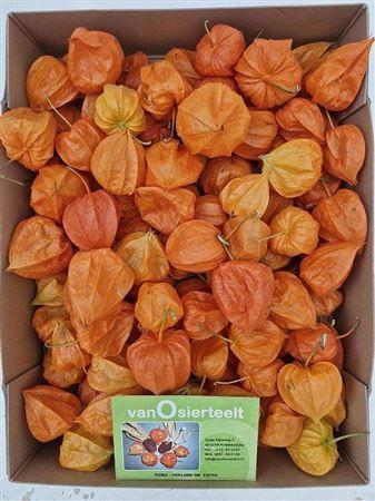 Physalis alkekengi lampion (los)