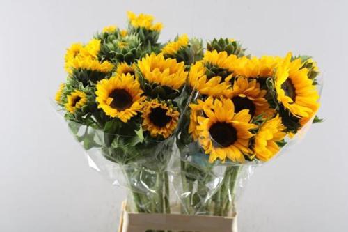 Helianthus annuus 'Orange Fire'