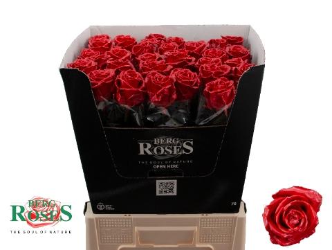 Rosa grootbloemig gewaxt H%
