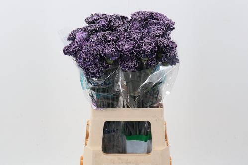 Dianthus standaard kleurbehandeld H%