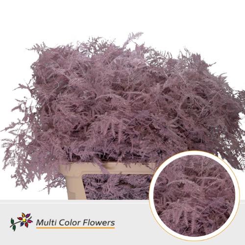 Asparagus overig kleurbehandeld H%