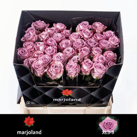 Rosa grootbloemig Nayeli!