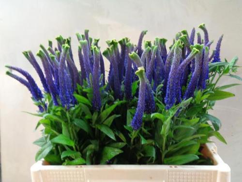 Veronica 'Christa'