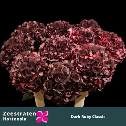 Hydrangea macrophylla Magical Dark Ruby (classic)