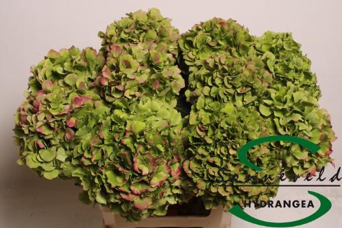 Hydrangea macrophylla 'Verena' (classic)