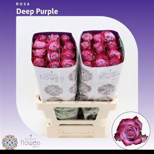 Rosa grootbloemig Deep Purple