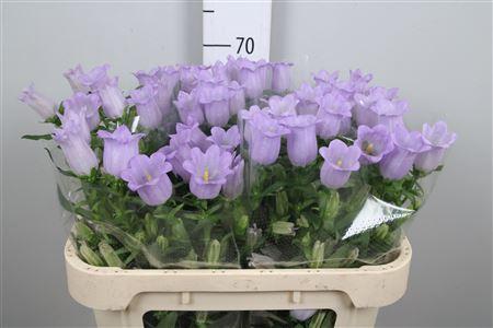 Campanula medium 'Champion Lavender'