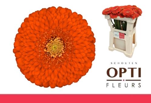 Gerbera mini bolvormig Pomponi Fozzy