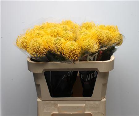Leucospermum nutans 'High Gold'