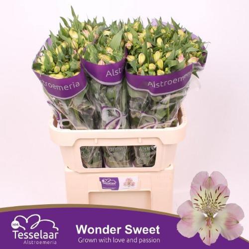 Alstroemeria Wonder Sweet