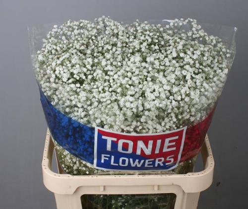 Gypsophila paniculata Zinzi Discovery