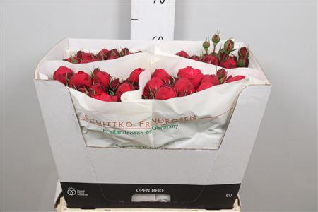 Rosa tros Piano Freiland
