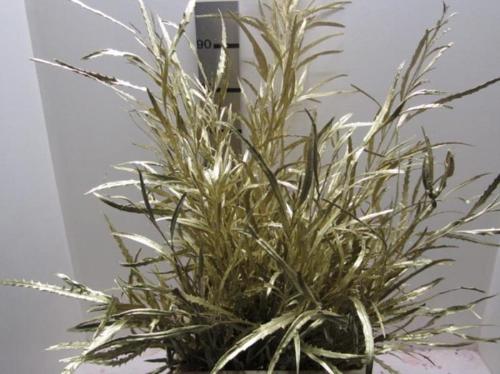 Decoratiegroen kleurbehandeld H%