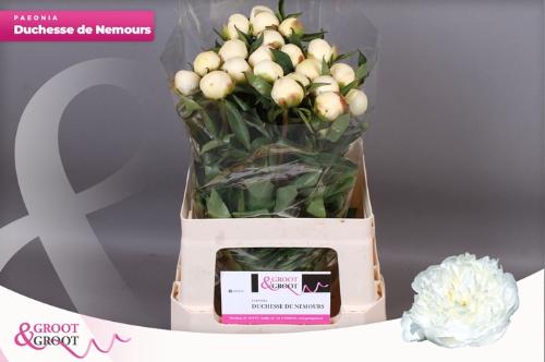 Paeonia Lactiflora Grp 'Duchesse de Nemours'