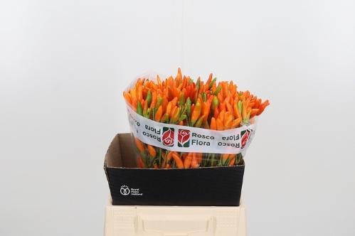 Capsicum annuum per tak 'Orange Fire' (peper)