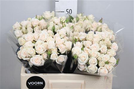 Rosa tros Royal Porcelina