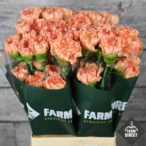 Dianthus standaard overig