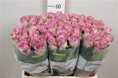 Rosa grootbloemig Nightingale!