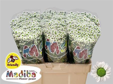 Chrysanthemum Indicum Grp tros santini Madiba Lindi White