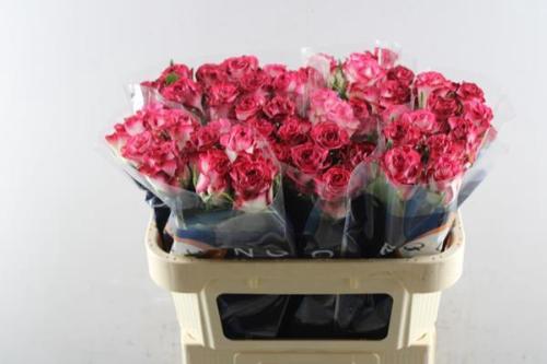 Rosa grootbloemig Ducati