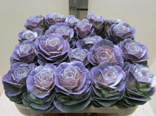 Brassica oleracea kleurbehandeld H%