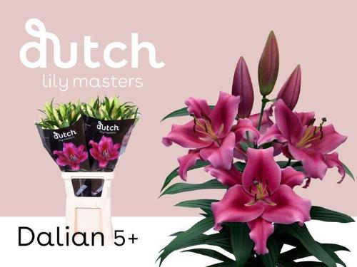 Lilium Oriental x Trumpet Grp 'Dalian'