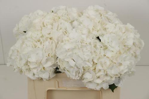 Hydrangea macrophylla Noordpool