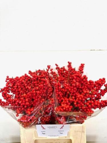 Ilex verticillata Magical Supreme Red