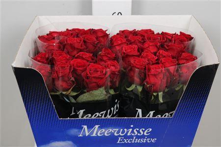 Rosa grootbloemig Red Naomi!