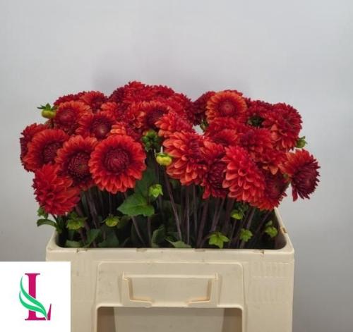 Dahlia (Ball Grp) 'Brown Sugar'