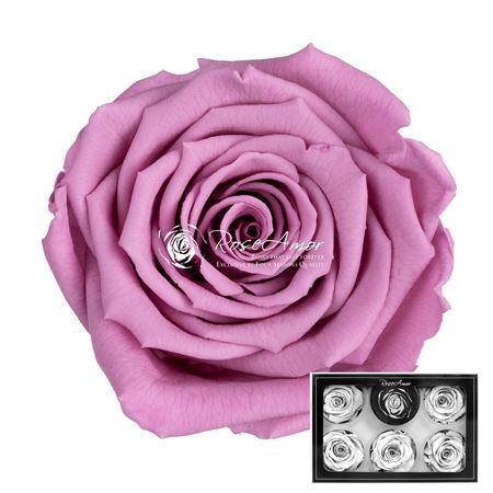 Rosa grootbloemig kleurbehandeld H%